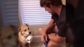 Умные домашние животные!!!!!