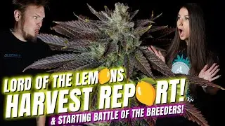 Harvest Report! Lemon 🍋 Strains & Battle Of The Breeders Starting Soon!