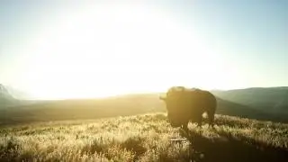 Rhino Standing in Open Area During Sunset | Motion Graphics - Envato elements