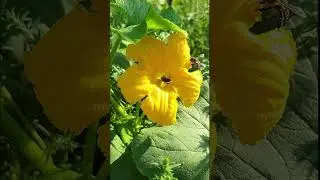 Пчелы Собирают Нектар И Пыльцу