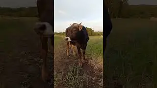 Джерсейка Ириска #животные #деревня #белгород #animals #белгородскаяобласть #cow #корова #farming