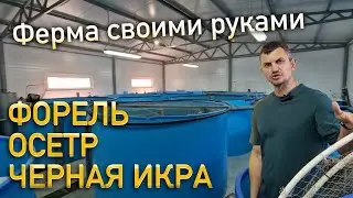 Форель и Осётр / Обзор фермы по выращиванию рыбы