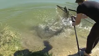 Best Escaping Grass Carp