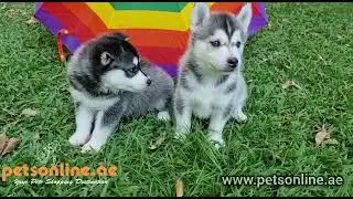 Cute Siberian Husky Puppies