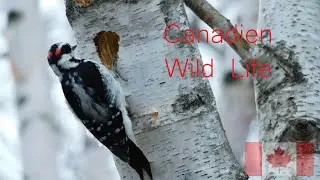 2019's Wild Life
