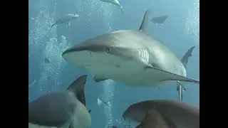Scuba Diving The Arena-Nausau Bahamas 1/20/23 Stuart's Cove #2