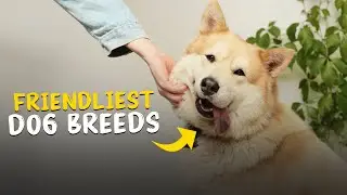 Top 10 Friendliest Dog Breeds in the World