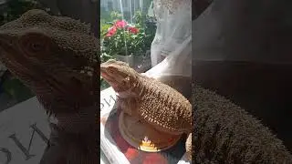 Солнечные ванны для бородатой агамы. Бородатая агама