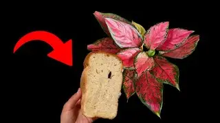 If you use this method/Если вы используете этот метод
