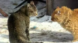 Дуэт двух котов. Пух и Серый