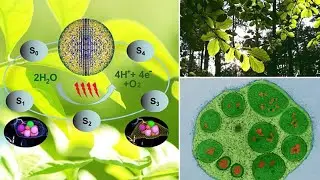 Travel Deep Inside a Leaf - Annotated Version _ California Academy of Sciences | sqasnaqvi