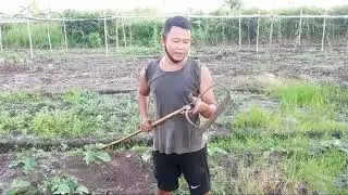 Alat Sederhana Penyiang Gulma