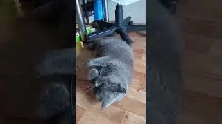 Кошка моется и подтягивается #котики #британскаякошка #shortsvideo #catlover #животные #funny