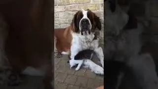 young and aged Enjoys their Life #shortsfeed #funny #pets #laughs
