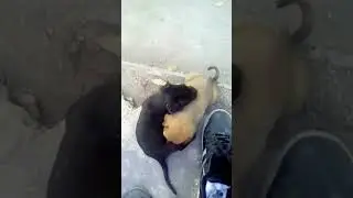Dog sucking another dog
