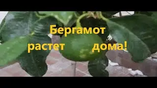 Что такое бергамот, как выглядит,  растет дома.Что готовят в Реджио-Калабрии.