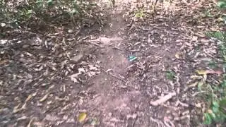 Corpo encontrado dilacerado