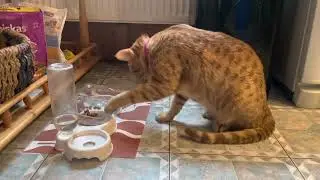 Кот 🐈 гурман