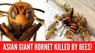 Honey bees murder giant hornet (impressive)
