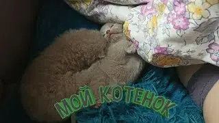 Мой котенок