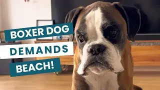 Boxer dog demands beach!