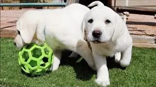 Puppies Having A Blast