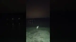 С днюхой Морн