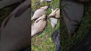 #лещнафидер #рыбалка #fishing #рыба #фидер