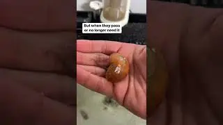Don’t bring anything home from the ocean before checking #petoctopus #thereefdoc #cuteoctopus