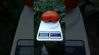 Сколько весит томат Кавказская овчарка