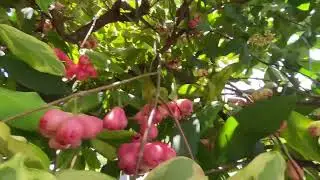Picking rose apples |tambis #trending #viral #shorts #asmr #nature #foodie #satisfying