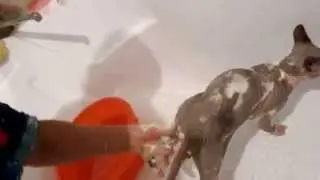 Смешное купание лысого кота. Кот-герой!