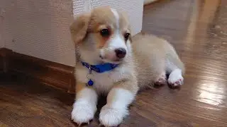 Завели щенка Корги Что надо для него купить Ошейник Рулетка Корм Игрушки