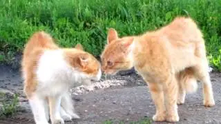Разборки котов