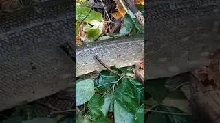 Осенняя ЩУКА на жерлицы.