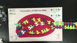 AP Bio: Transcription of DNA into RNA