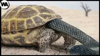 É Assim Que as Tartarugas Se Protegem das Cobras