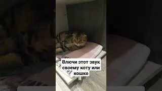 Как отреагировал кот МАКС