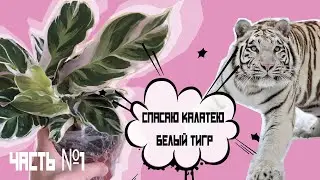 Пересадка и спасение калатеи белый тигр (вайт фьюжен)