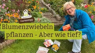 How deep should I plant flower bulbs? Daffodils, daffodils, tulips, crown imperials, hyacinths
