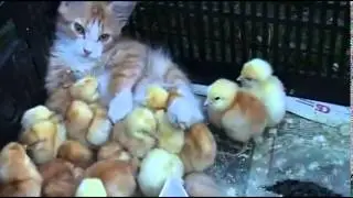Самое милейшее видео ))))