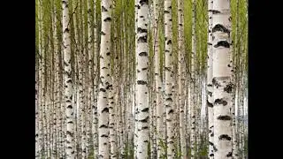 БЕРЁЗКА  Виталий Молчанов