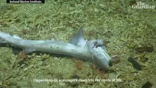Huge shark nursery found in Irish waters