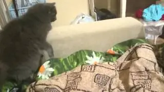 Кошка сломалась