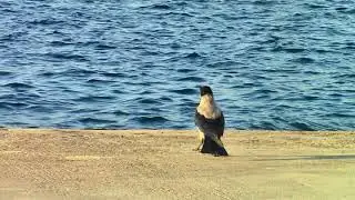 Santorini it is the time to fly