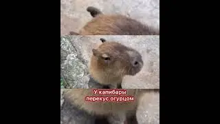 У капибары перекус огурцом #капибара
