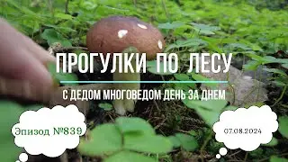 Прогулки по лесу. День за днем с дедом Многоведом. 7 августа 2024г. Эпизод 839.