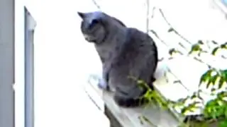 Котэ на балконе