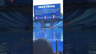 Orca trivia 