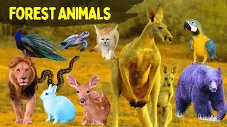 Forest Animals Names For Kids | Forest Animals Sounds